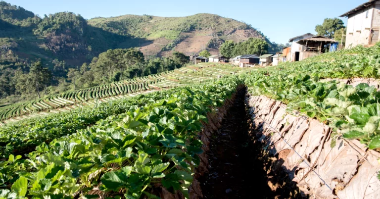 Planejamento, inventário e controle orçamentário: os pilares da gestão que podem transformar a fazenda em uma empresa rural